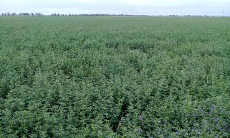 Las pérdidas por malezas en alfalfa en San Luis