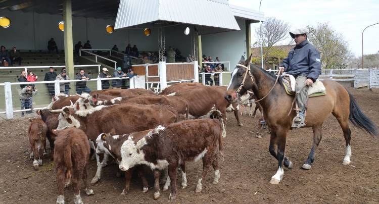 Valores estables en el primer remate de junio 