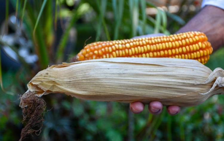Presentan un maíz para la ganadería de pequeña escala - Edicion Abierta®