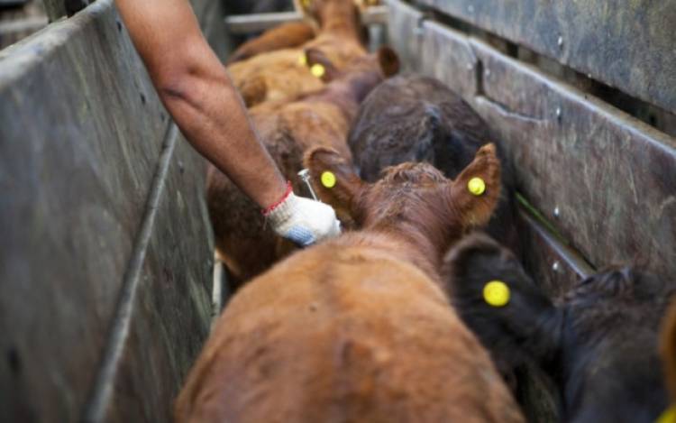 CAMPO: Determinación Obligatoria de Estatus Sanitario