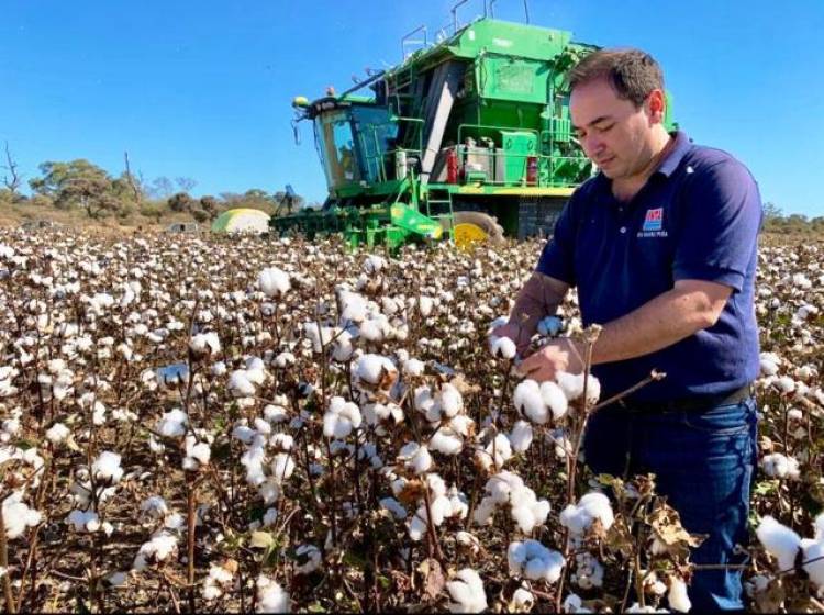 El gran potencial que tiene el algodón en San Luis