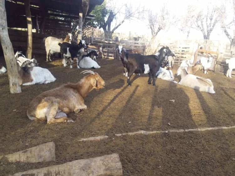 CHACABUCO: asistencia a productores caprinos 