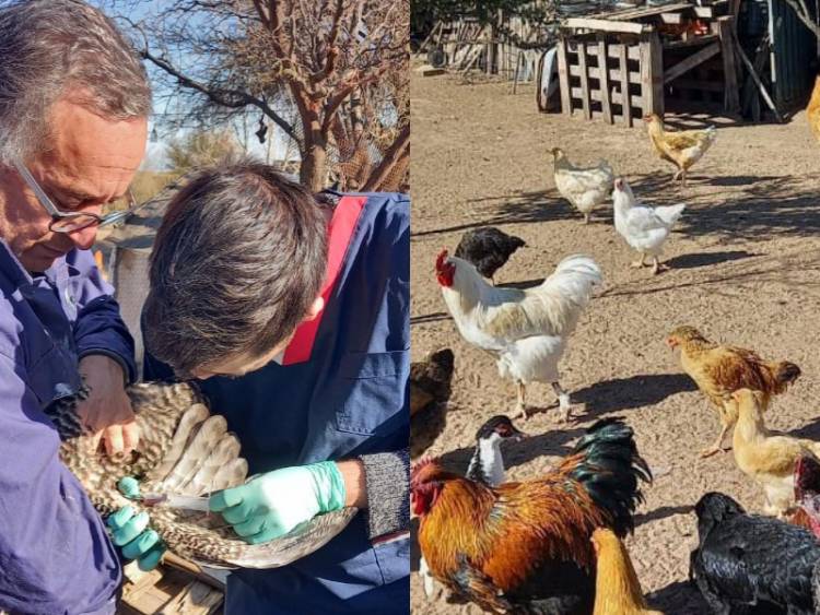 Prevención de influenza aviar y enfermedad de NewCastle