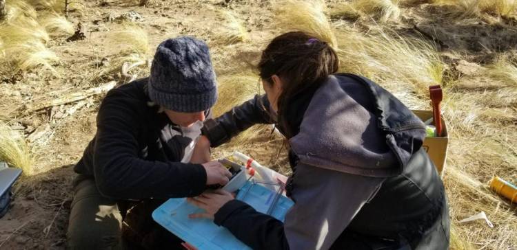 INTA San Luis: ¿cuánta agua usa el chañar?