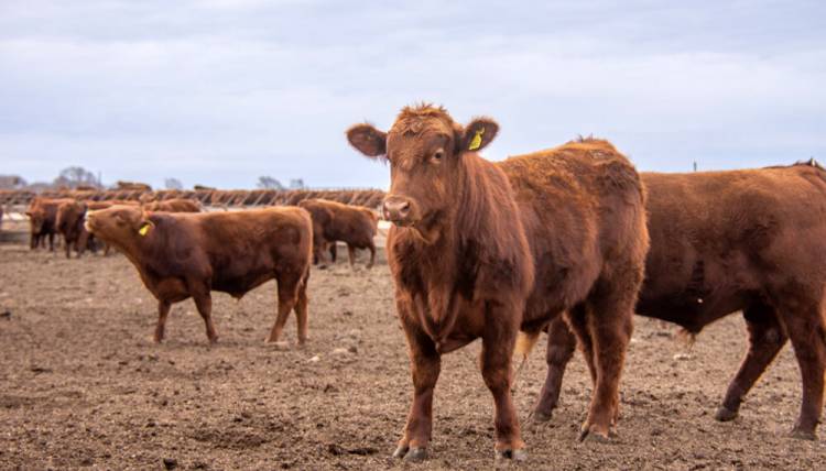 PLAN DE BRUCELOSIS: suma a productores de la ReNAF