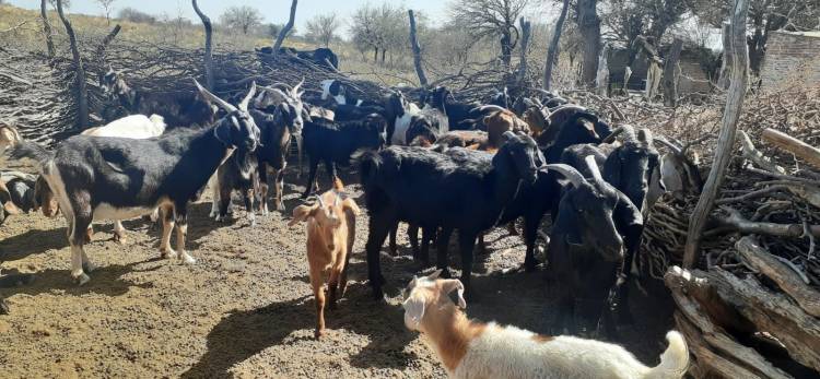 PARAJE LOS LOBOS: Senasa visitó a productores caprinos