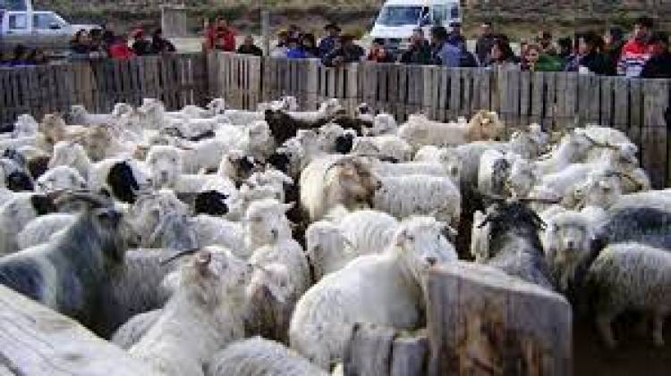 Desarrollo y Arraigo Rural: aprobaron proyectos caprinos 