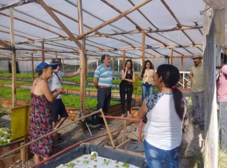 Campo: buscan un rumbo para la producción de aromáticas