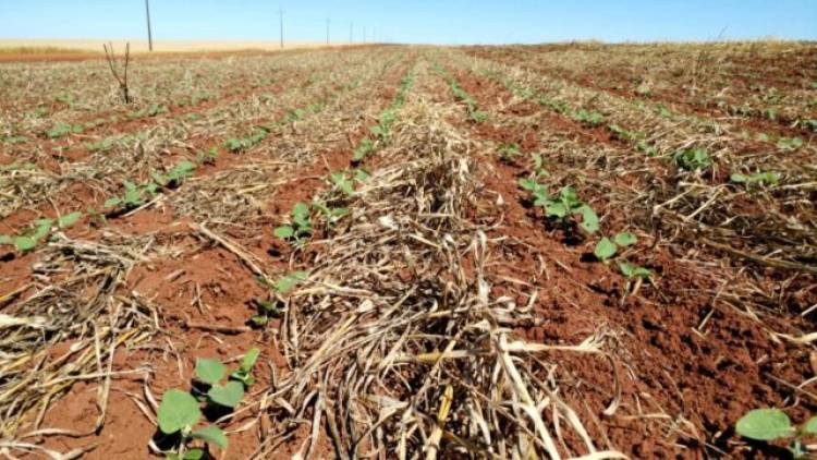 CAMPO: la siembra de soja en San Luis se acerca al final