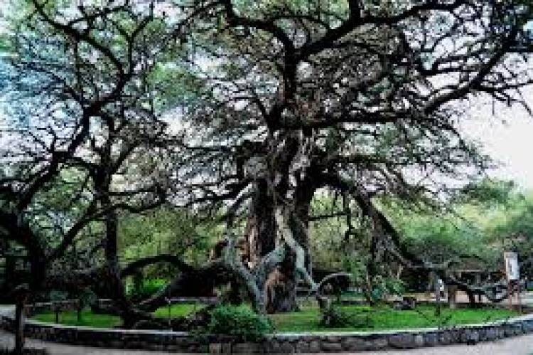 Piedra Blanca, fundadora de la Villa de Merlo.La historia