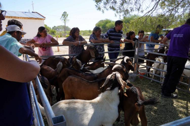 PARAJE LOS LOBOS: entregaron caprinos de razas puras