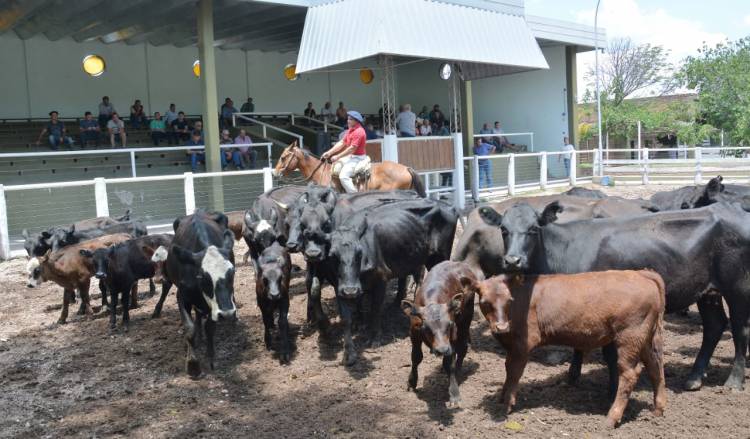 Primer remate del año de San Luis Feria