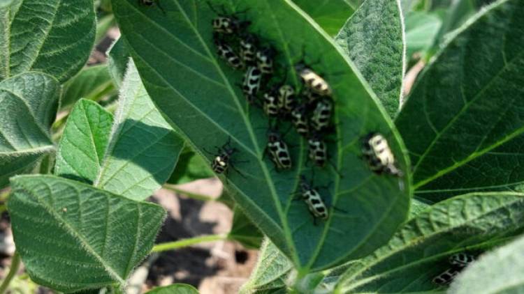 Campo: preocupación por “7 de oro” en cultivos de soja