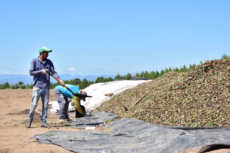 50 personas de INCLUSIÓN trabajan cosechando almendros.Es una empresa española.Anzulovich sigue cosechando cambios 