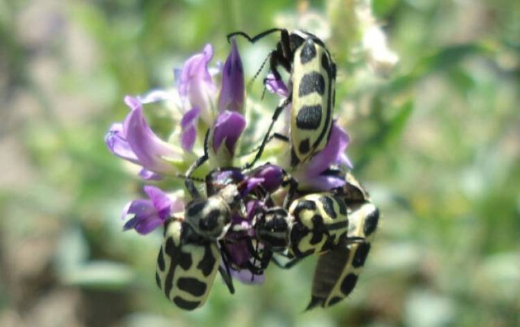 Cómo enfrentar la problemática del “siete de oro”