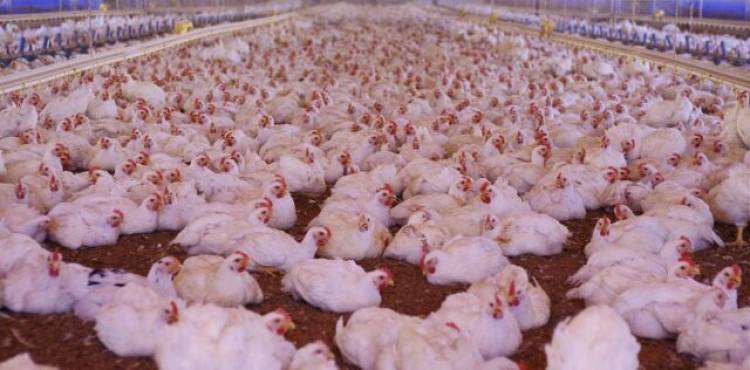 PROHIBEN LA VENTA DE AVES VIVAS EN TODO EL PAÍS