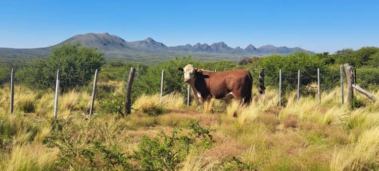 Continúan con la reposición de ejemplares bovinos