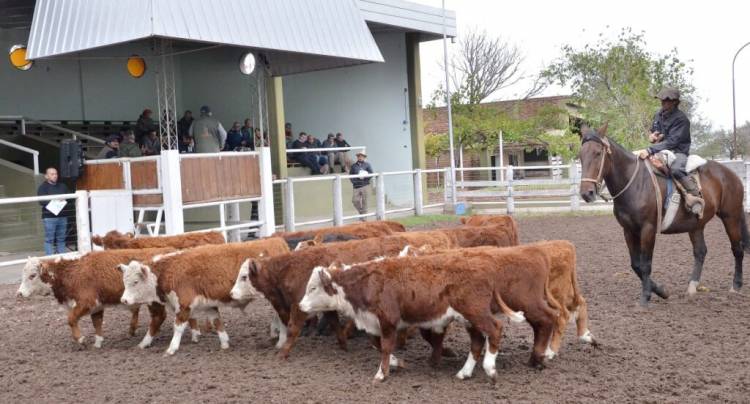 Remate de San Luis Feria con un encierre de 700 animales