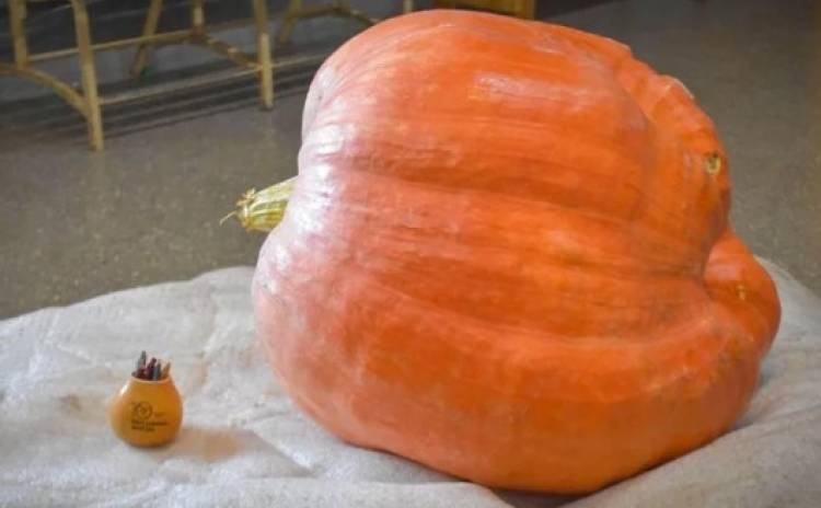 ZAPALLO GIGANTE PUNTANO VA A CONCURSO