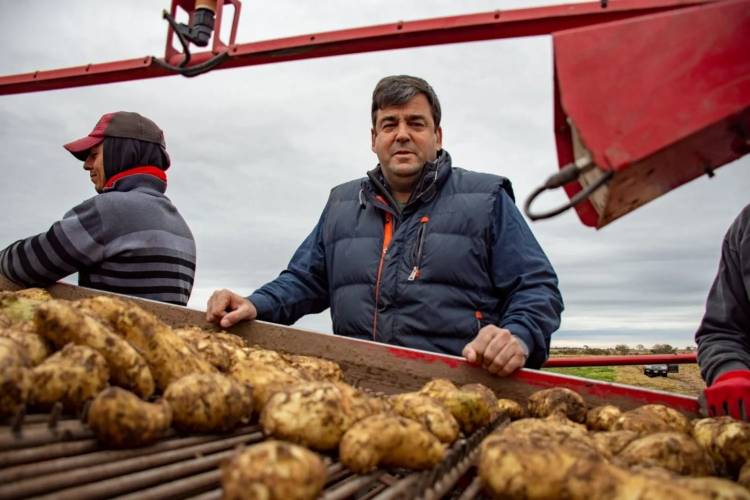 LUJÁN: produce papa que se consume en todo el país