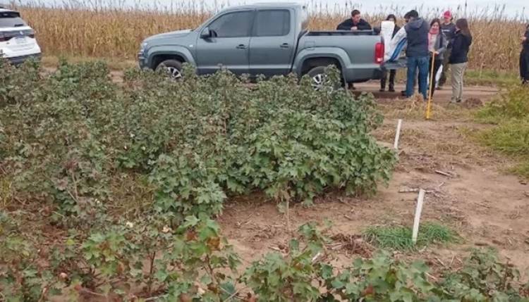 TILISARAO: ensayo con algodón dio resultados prometedores