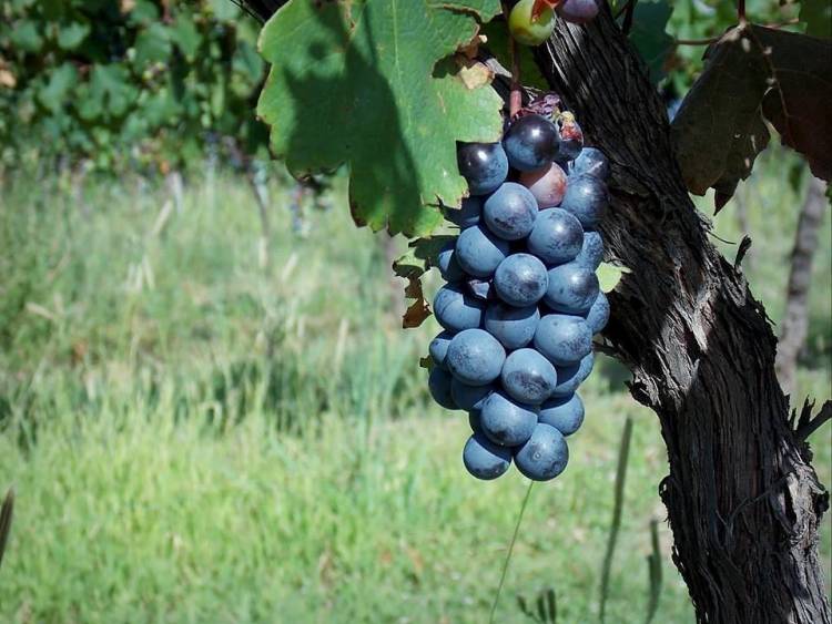 Créditos a productores vitivinícolas de San Luis