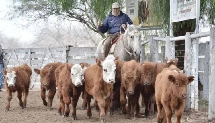 Ganadera del Sur tuvo otro remate de invernada y cría
