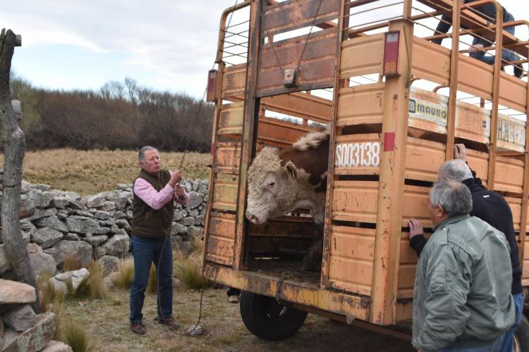 Reponen dos toros Hereford a productores rurales 