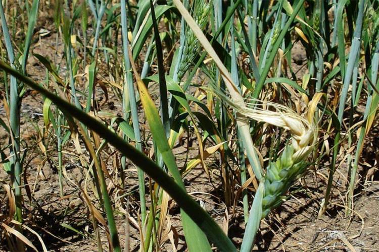 El trigo en San Luis siente la falta de lluvias