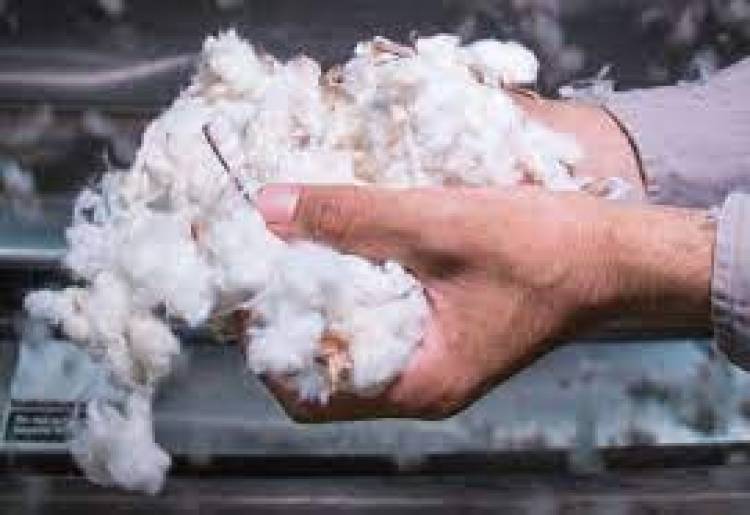 Comenzó la renovación fitosanitaria algodonera