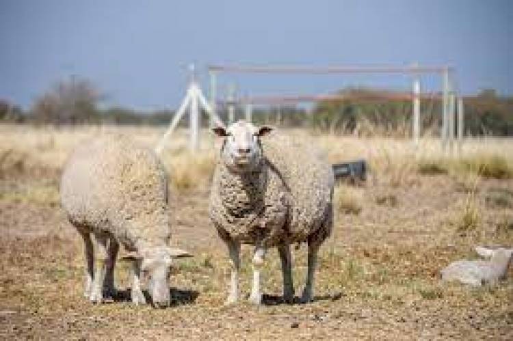 Destacan las condiciones de San Luis para producir ovinos