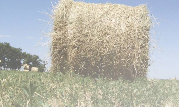 QUINES: jornada para mejorar la henificación de la alfalfa