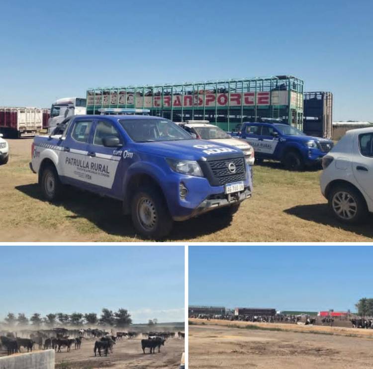 Recuperaron 1 mil vacunos de San Luis, que habían sido comprados con cheques sin fondos . La Policía de Córdoba los ubicó entre Chaján y Sampacho.